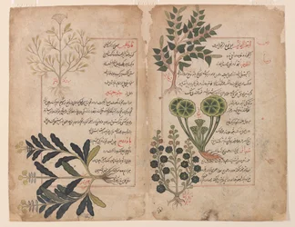 Doppelblatt aus einem Kitab-i hashaish (Das Buch der Kräuter)